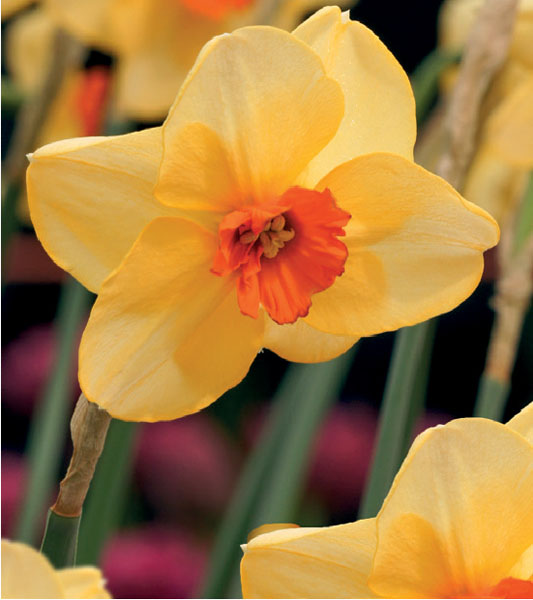 formosabulbs_lily Nashville