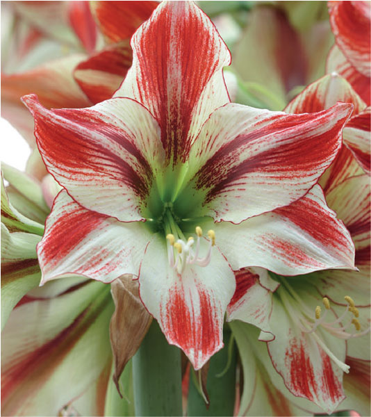 formosabulbs_lily Nashville