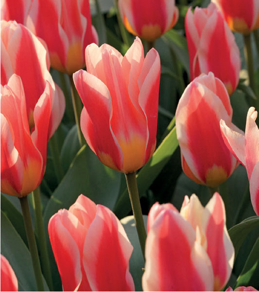 formosabulbs_lily Nashville
