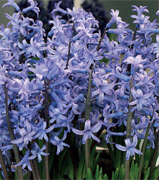 formosabulbs_lily Nashville