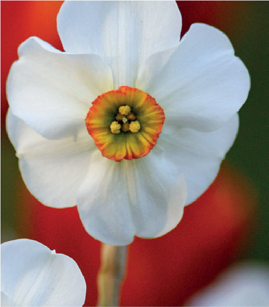 formosabulbs_lily Nashville