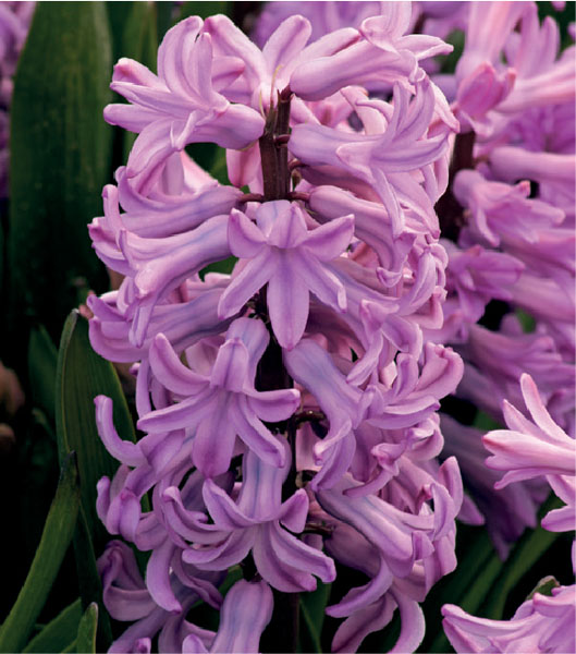 formosabulbs_lily Nashville