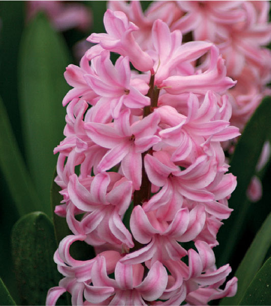 formosabulbs_lily Nashville