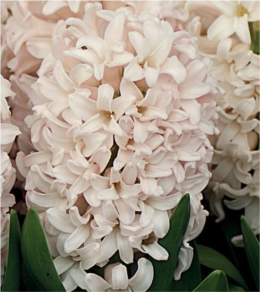 formosabulbs_lily Nashville