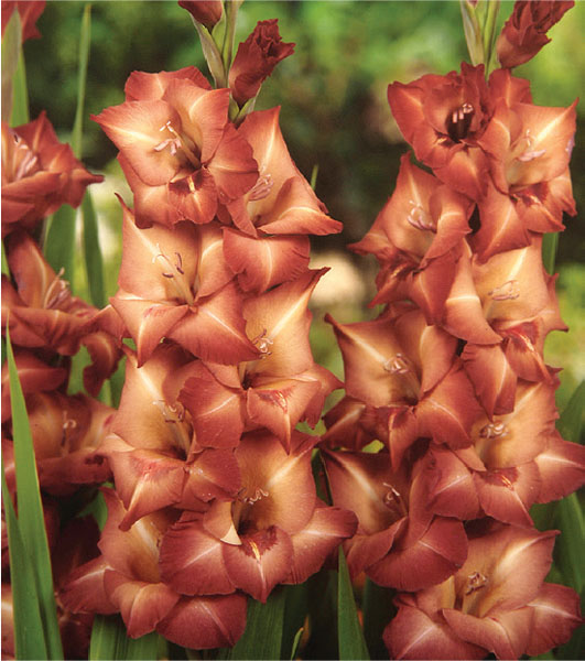 formosabulbs_lily Nashville