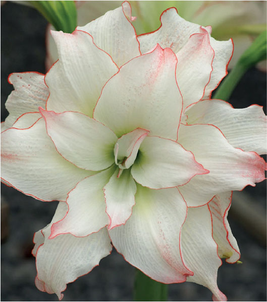 formosabulbs_lily Nashville