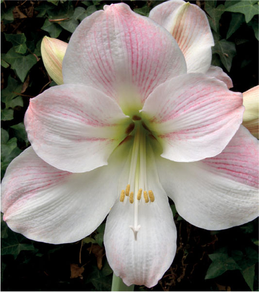 formosabulbs_lily Nashville