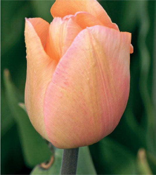 formosabulbs_lily Nashville