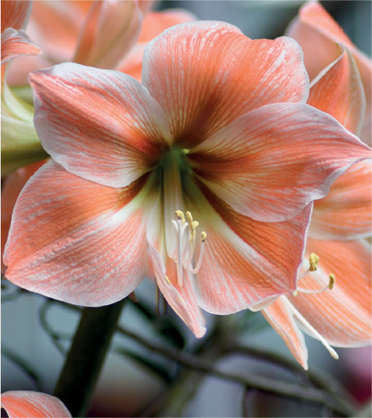 formosabulbs_lily Nashville