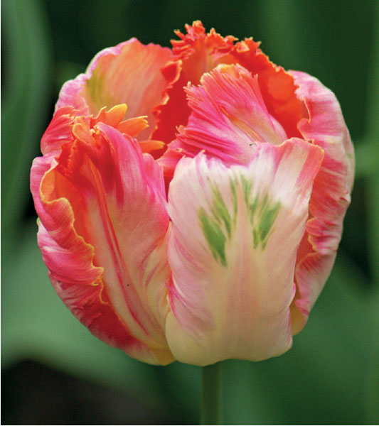 formosabulbs_lily Nashville
