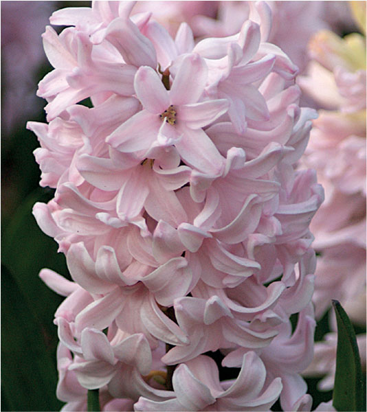 formosabulbs_lily Nashville