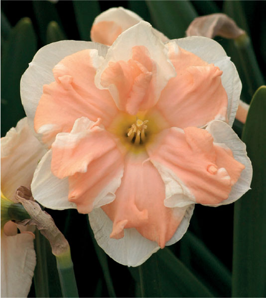 formosabulbs_lily Nashville