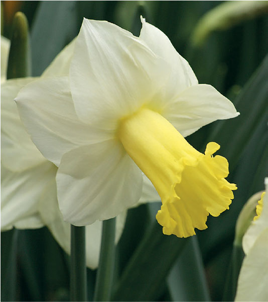 formosabulbs_lily Nashville