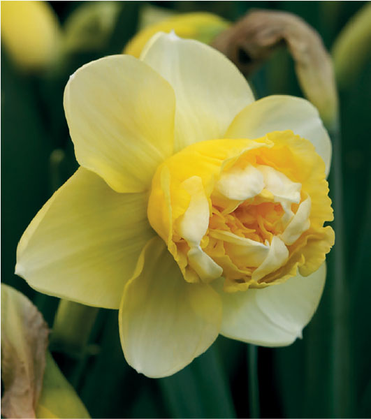 formosabulbs_lily Nashville