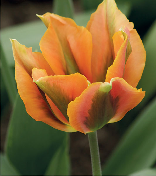 formosabulbs_lily Nashville