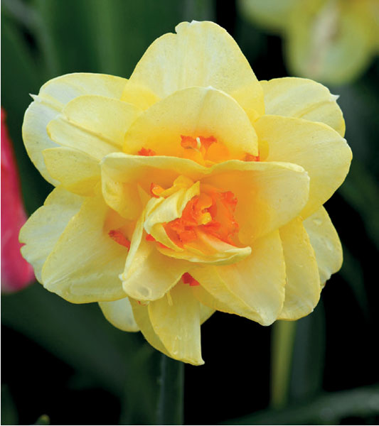 formosabulbs_lily Nashville