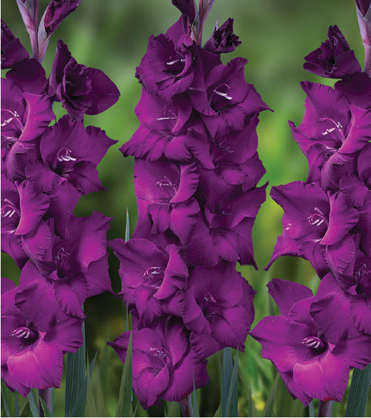 formosabulbs_lily Nashville