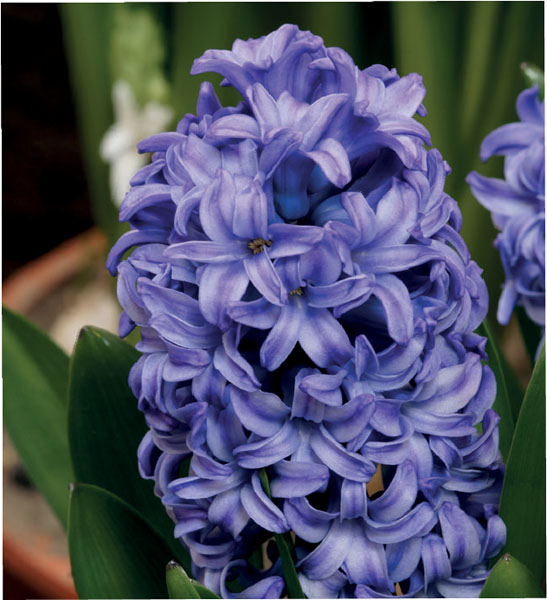 formosabulbs_lily Nashville