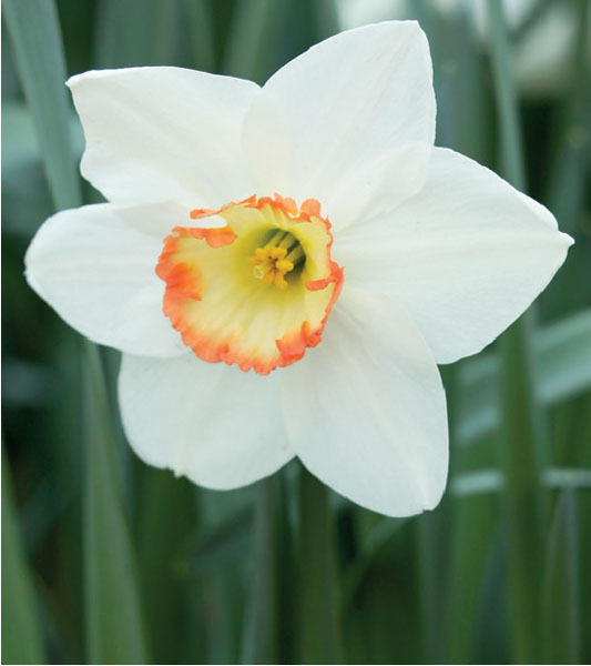 formosabulbs_lily Nashville