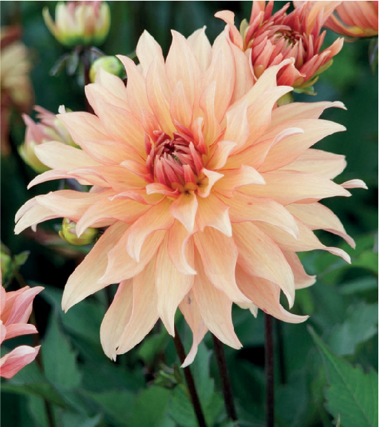 formosabulbs_lily Nashville