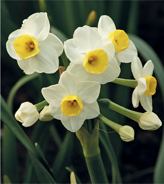 formosabulbs_lily Nashville
