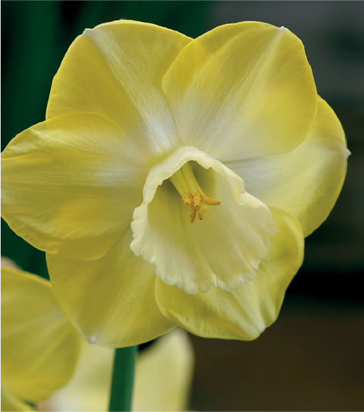 formosabulbs_lily Nashville