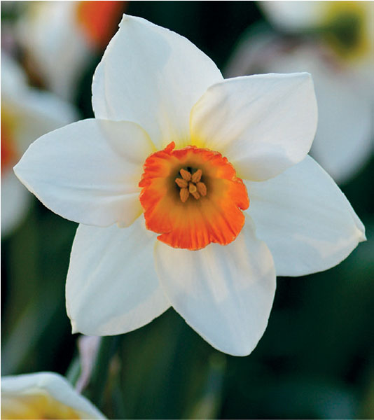 formosabulbs_lily Nashville