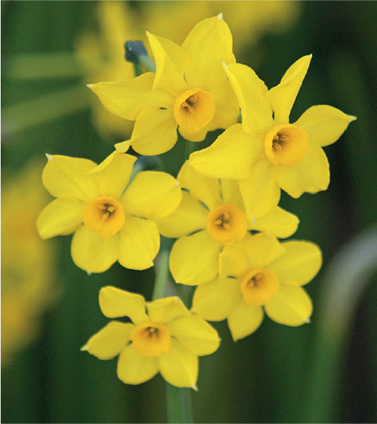 formosabulbs_lily Nashville