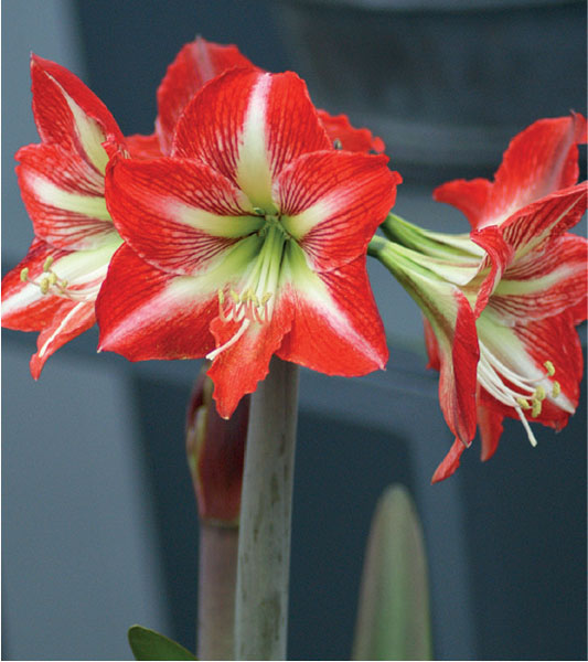 formosabulbs_lily Nashville