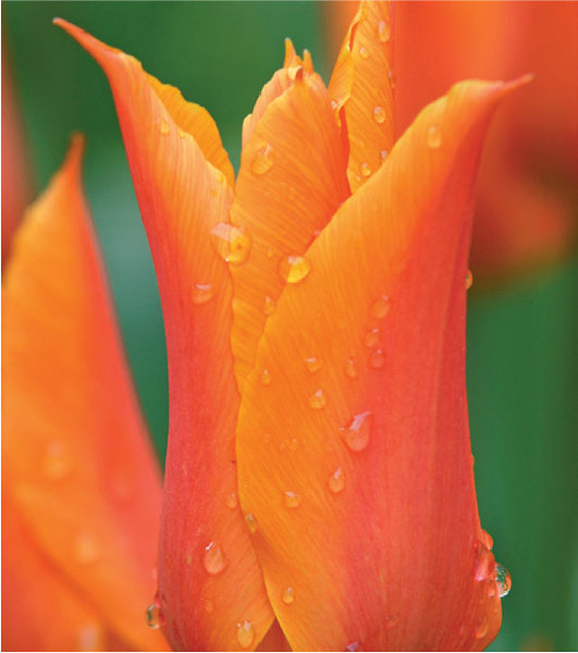 formosabulbs_lily Nashville