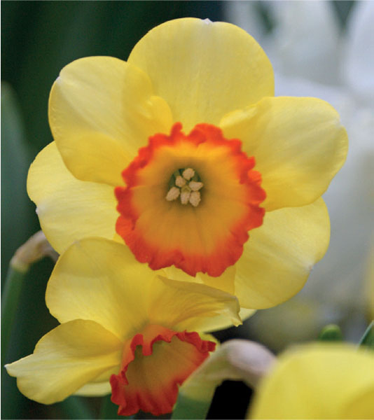 formosabulbs_lily Nashville