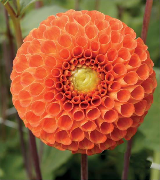 formosabulbs_lily Nashville