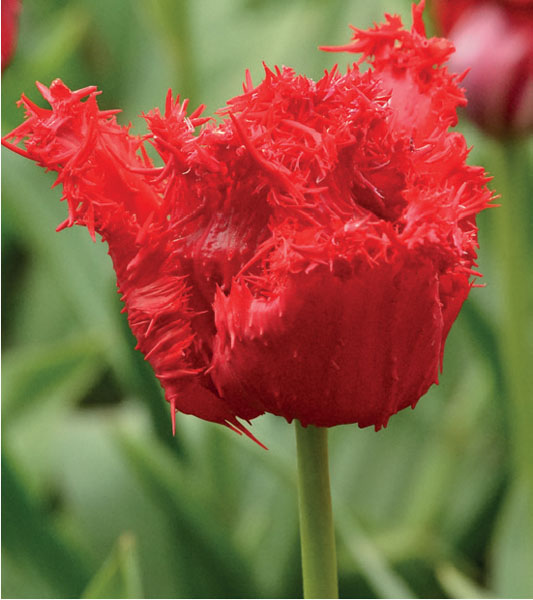 formosabulbs_lily Nashville