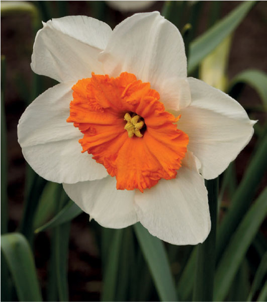 formosabulbs_lily Nashville