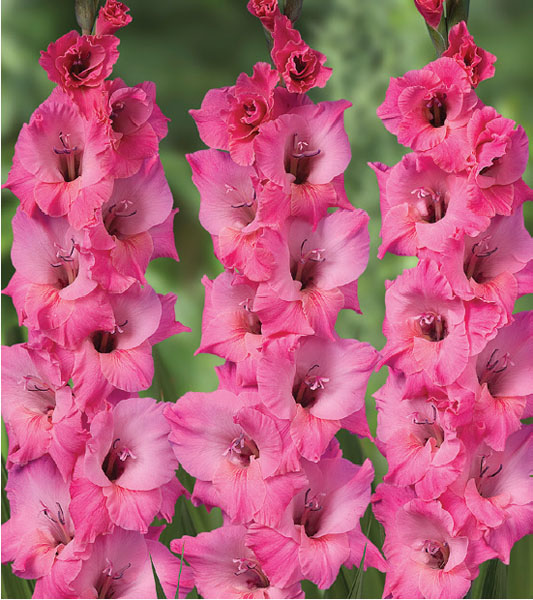 formosabulbs_lily Nashville