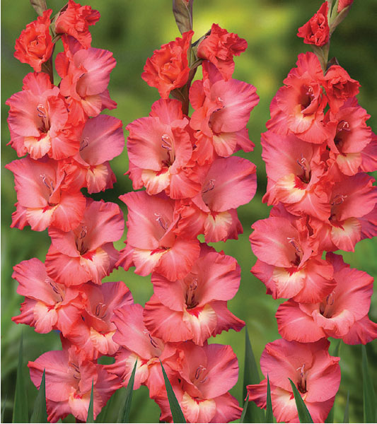 formosabulbs_lily Nashville