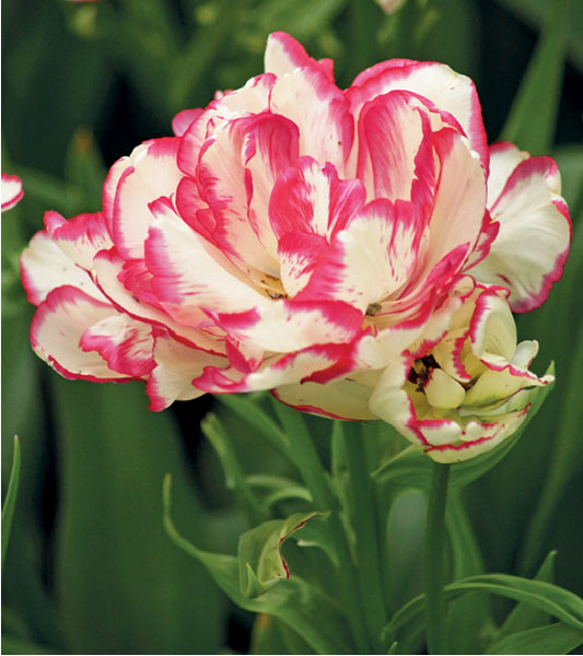 formosabulbs_lily Nashville