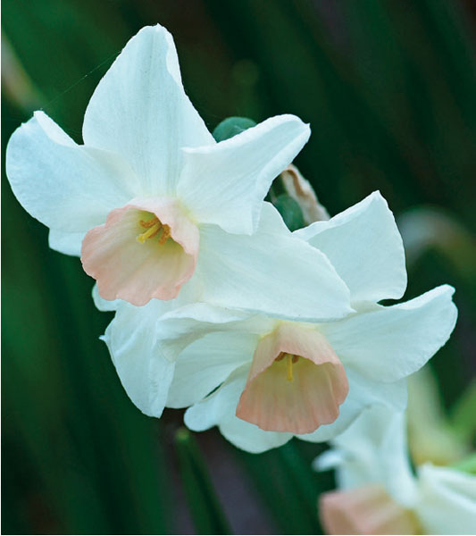 formosabulbs_lily Nashville