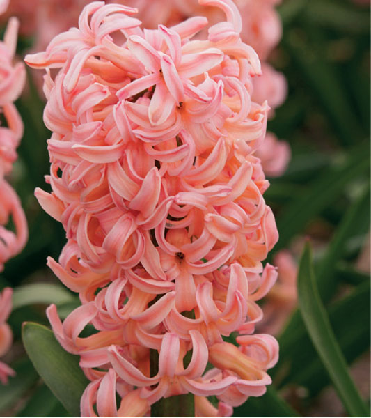 formosabulbs_lily Nashville