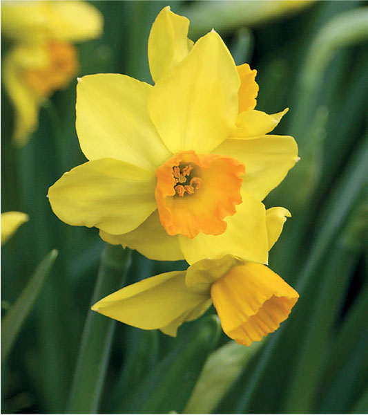 formosabulbs_lily Nashville