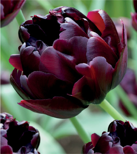 formosabulbs_lily Nashville