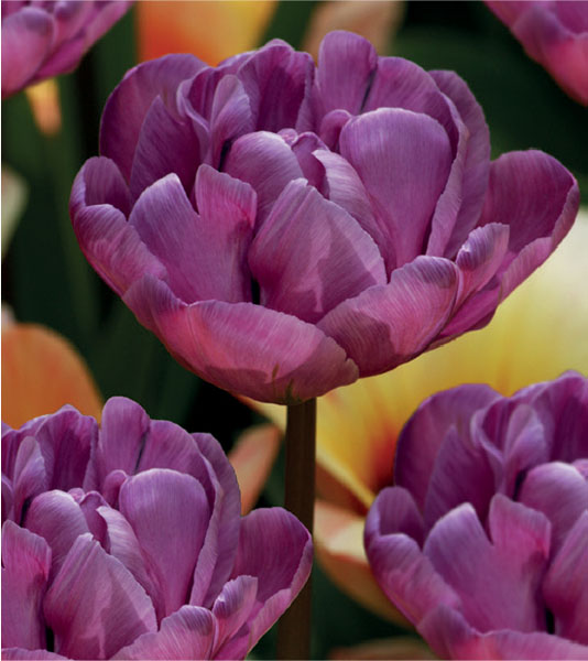 formosabulbs_lily Nashville
