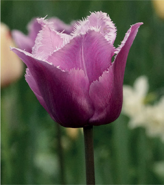 formosabulbs_lily Nashville