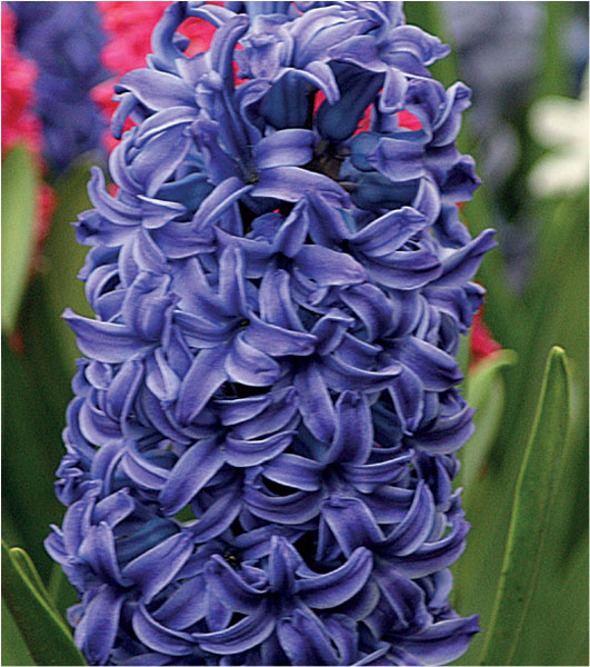 formosabulbs_lily Nashville