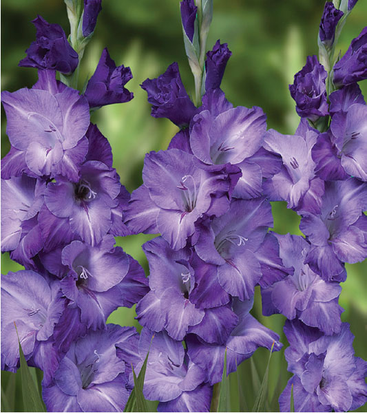 formosabulbs_lily Nashville