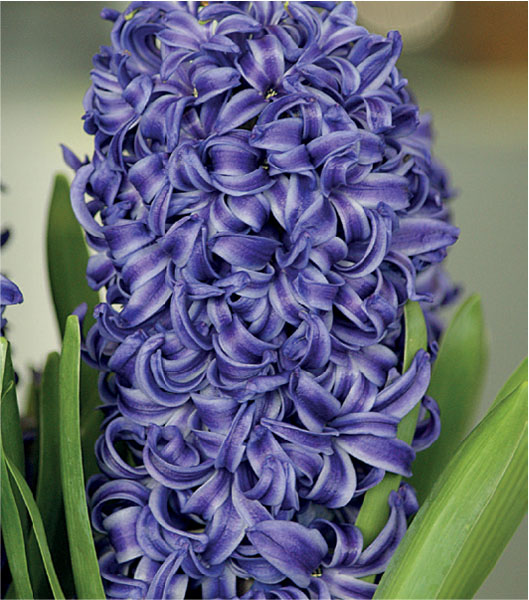 formosabulbs_lily Nashville