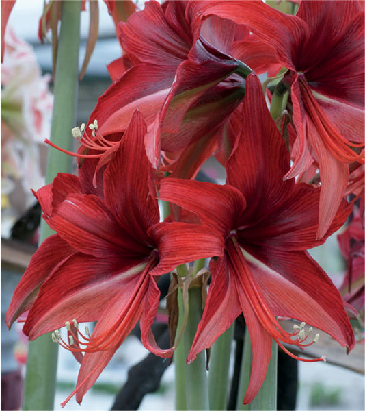 formosabulbs_lily Nashville