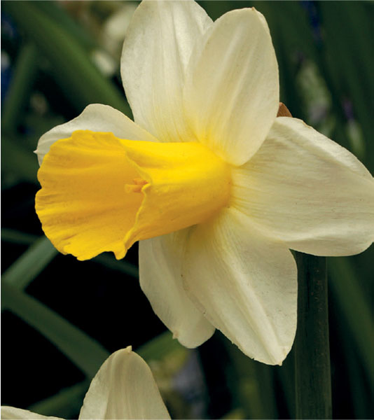 formosabulbs_lily Nashville