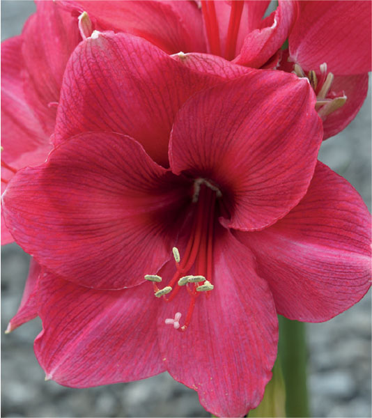 formosabulbs_lily Nashville