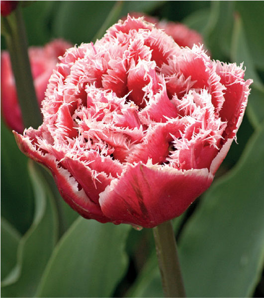 formosabulbs_lily Nashville